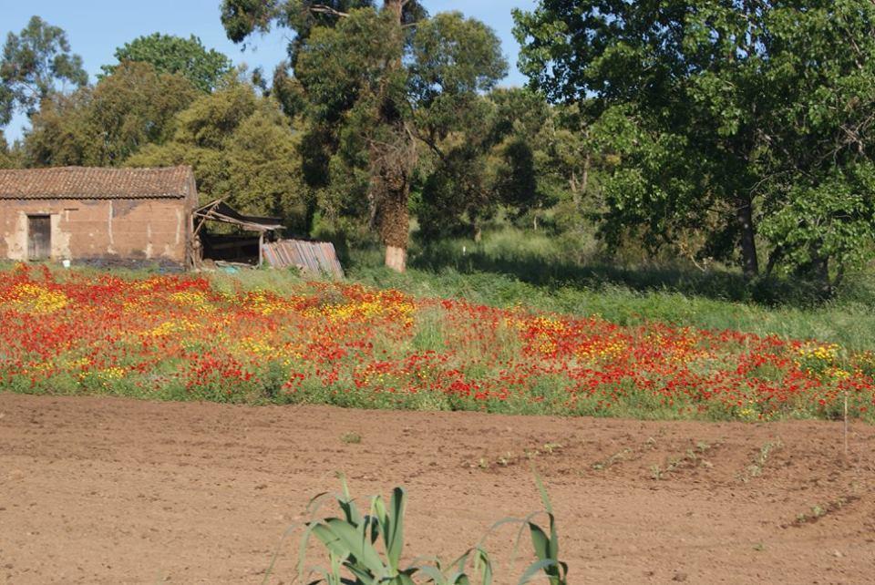 Apartamentos Bau-Doce Cercal do Alentejo Екстер'єр фото
